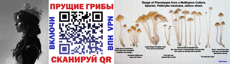 Галлюциногенные грибы GOLDEN TEACHER  Заволжье 